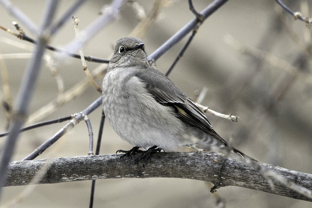 Townsend's Solitaire - Cam Nikkel