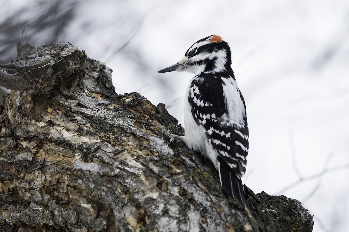 Hairy Woodpecker - Cam Nikkel