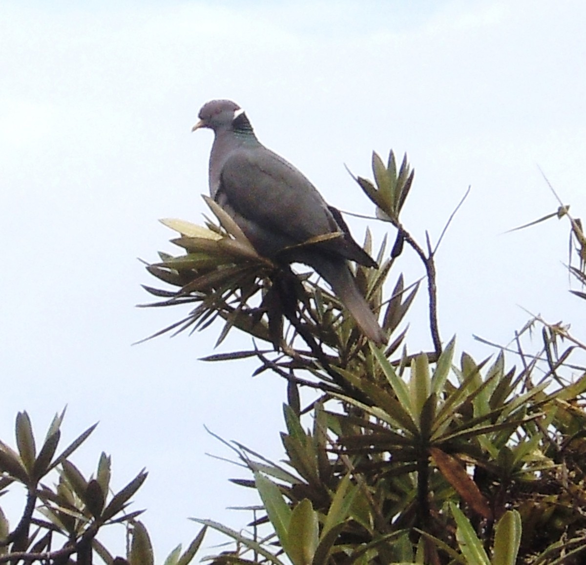 Band-tailed Pigeon - ML82471621