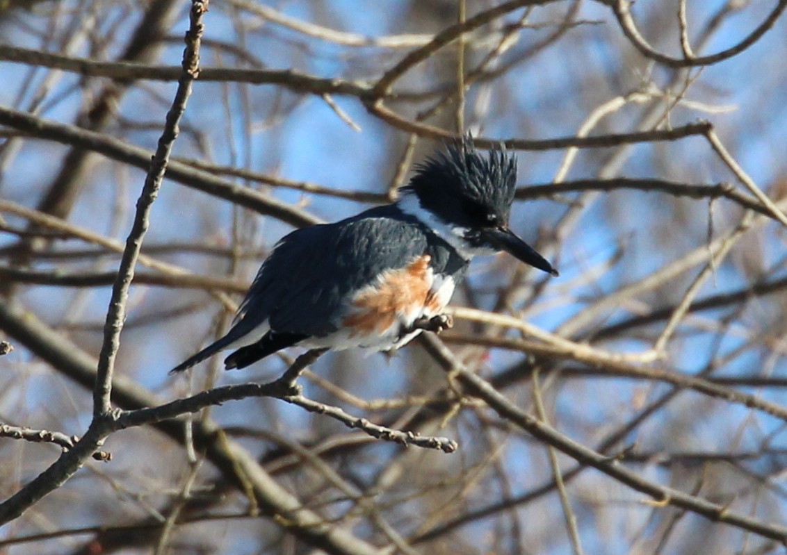 Belted Kingfisher - kevin dougherty