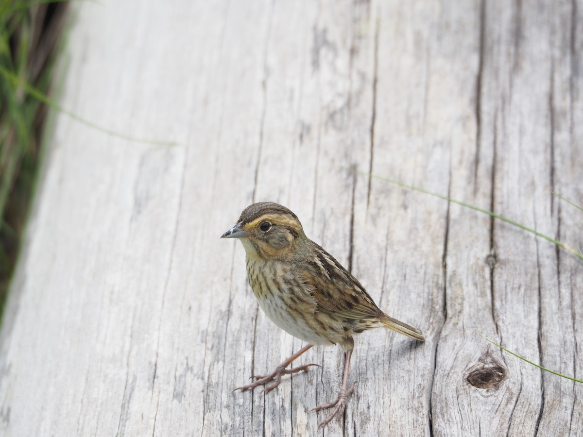 Saltmarsh Sparrow - Fleur  Hopper