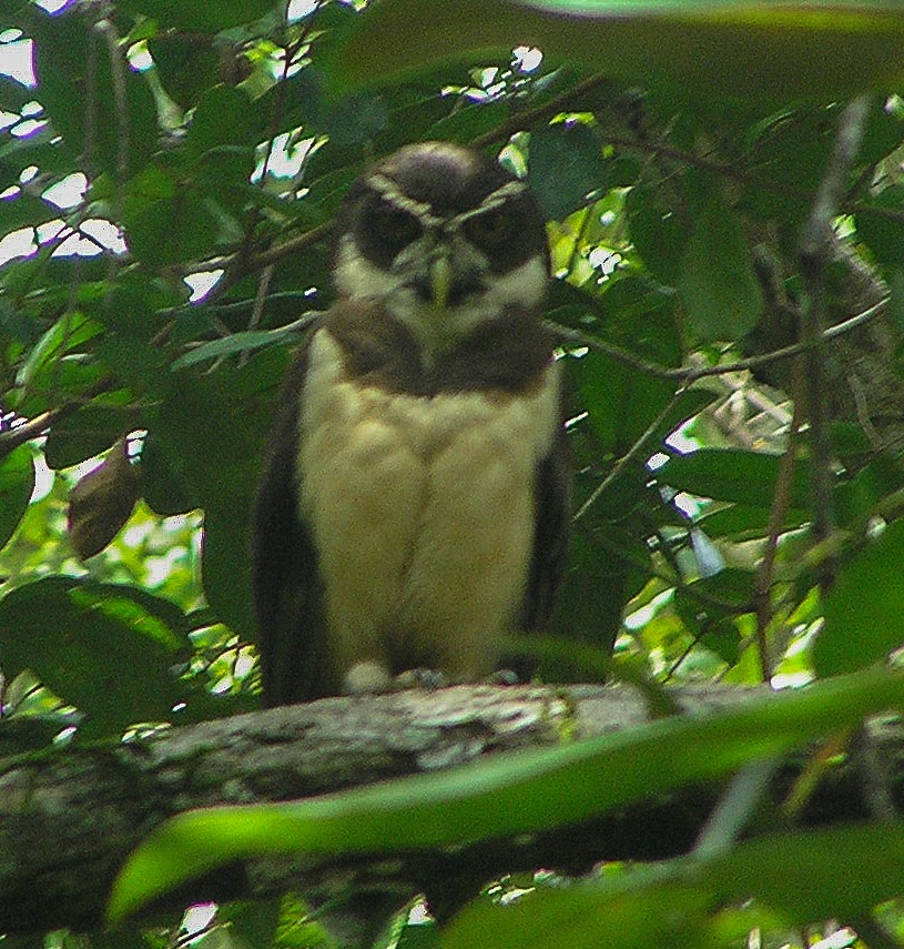 Spectacled Owl - Joel Strong