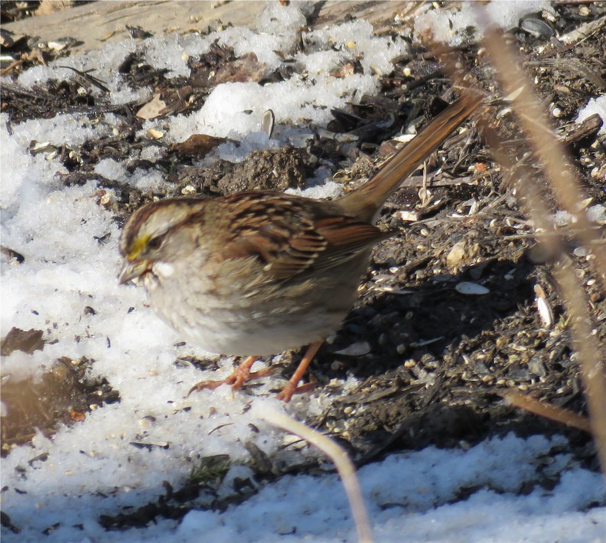 White-throated Sparrow - ML82478121