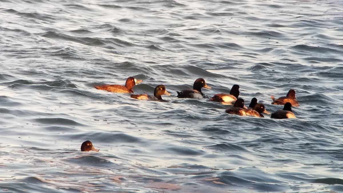 Greater Scaup - ML82479211