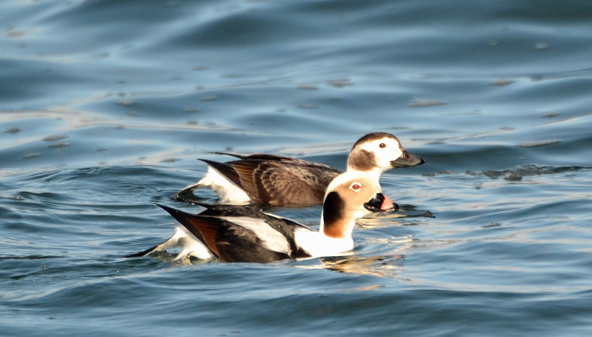 Long-tailed Duck - ML82482651