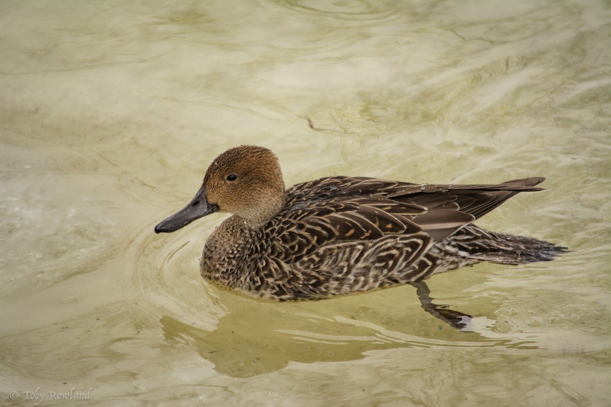 Northern Pintail - Toby Rowland