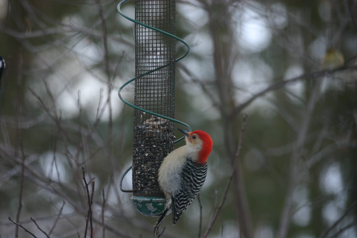 Red-bellied Woodpecker - ML82485811