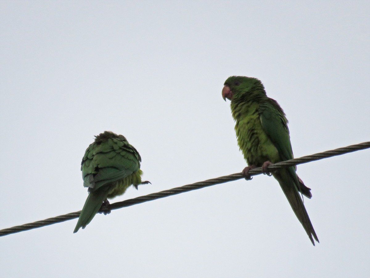 Green Parakeet - Brian Henderson