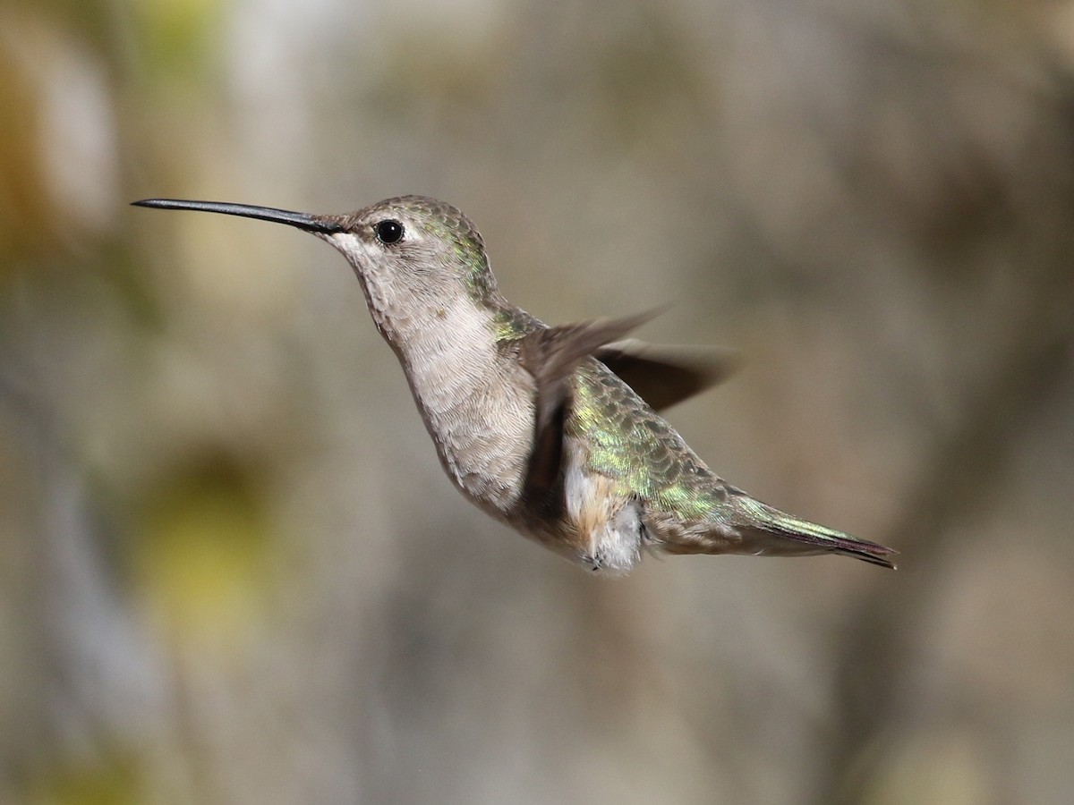 Black-chinned Hummingbird - Steve Calver