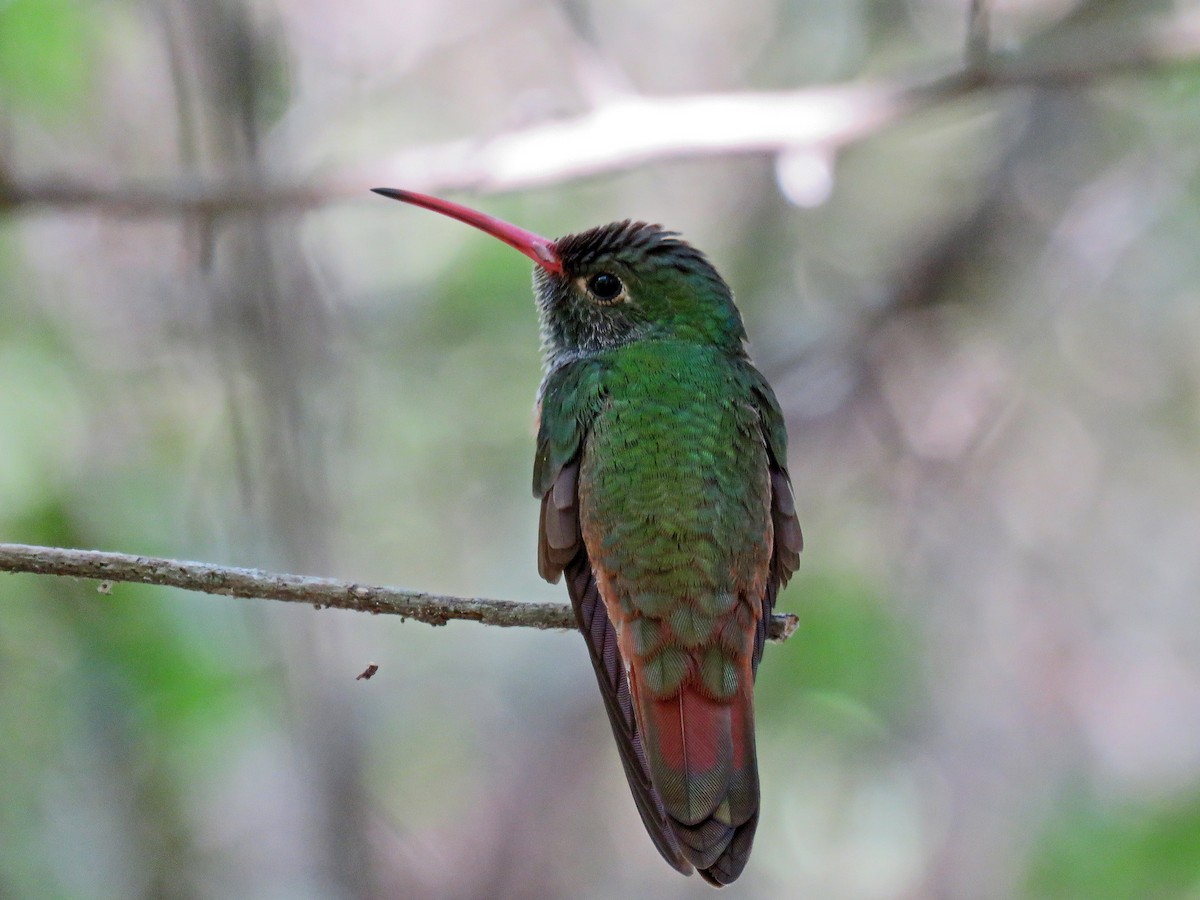 Buff-bellied Hummingbird - Brian Henderson