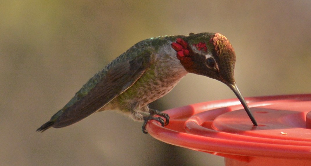 Anna's Hummingbird - Hal Robins
