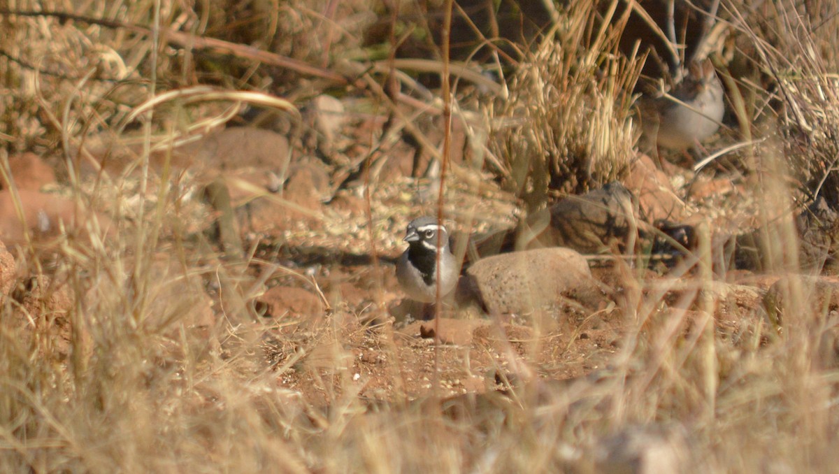 Black-throated Sparrow - Hal Robins