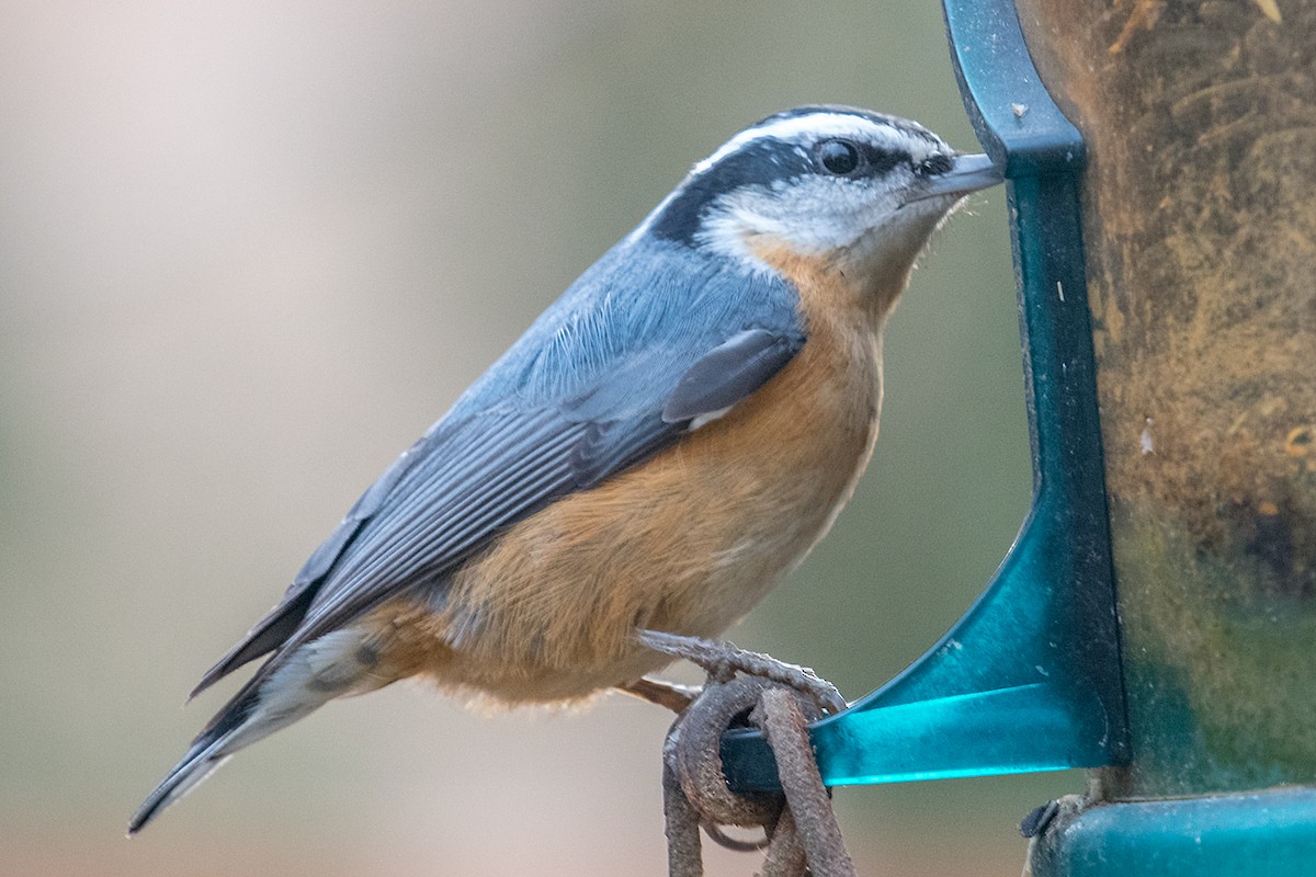 Red-breasted Nuthatch - ML82495971
