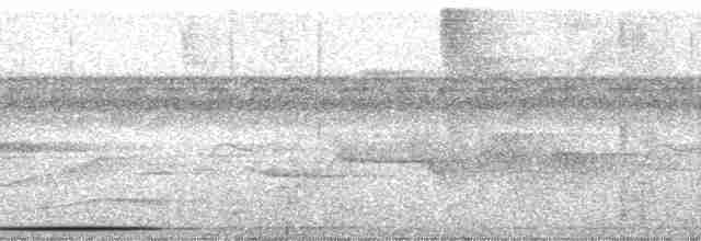 holub bledoprsý - ML82496