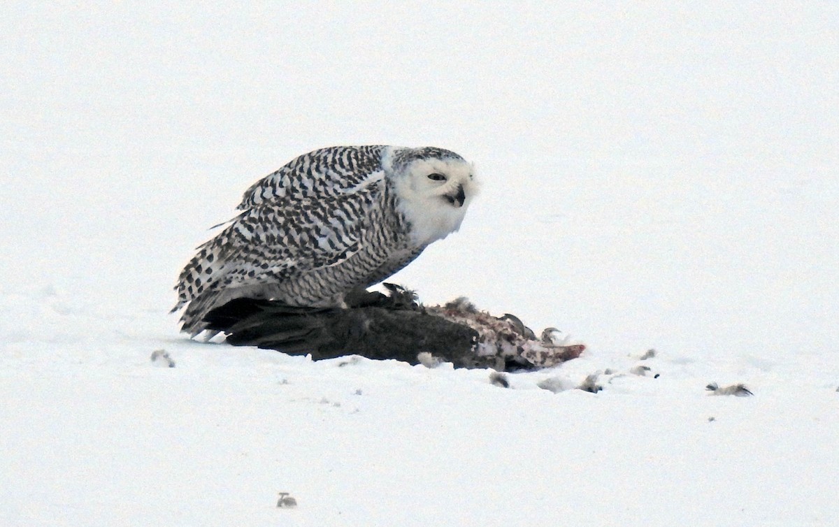 Snowy Owl - ML82497991