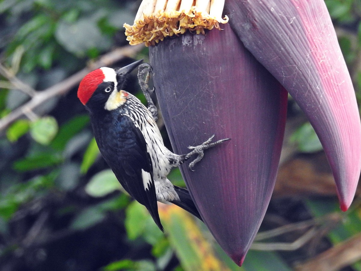 Acorn Woodpecker - Romel Romero