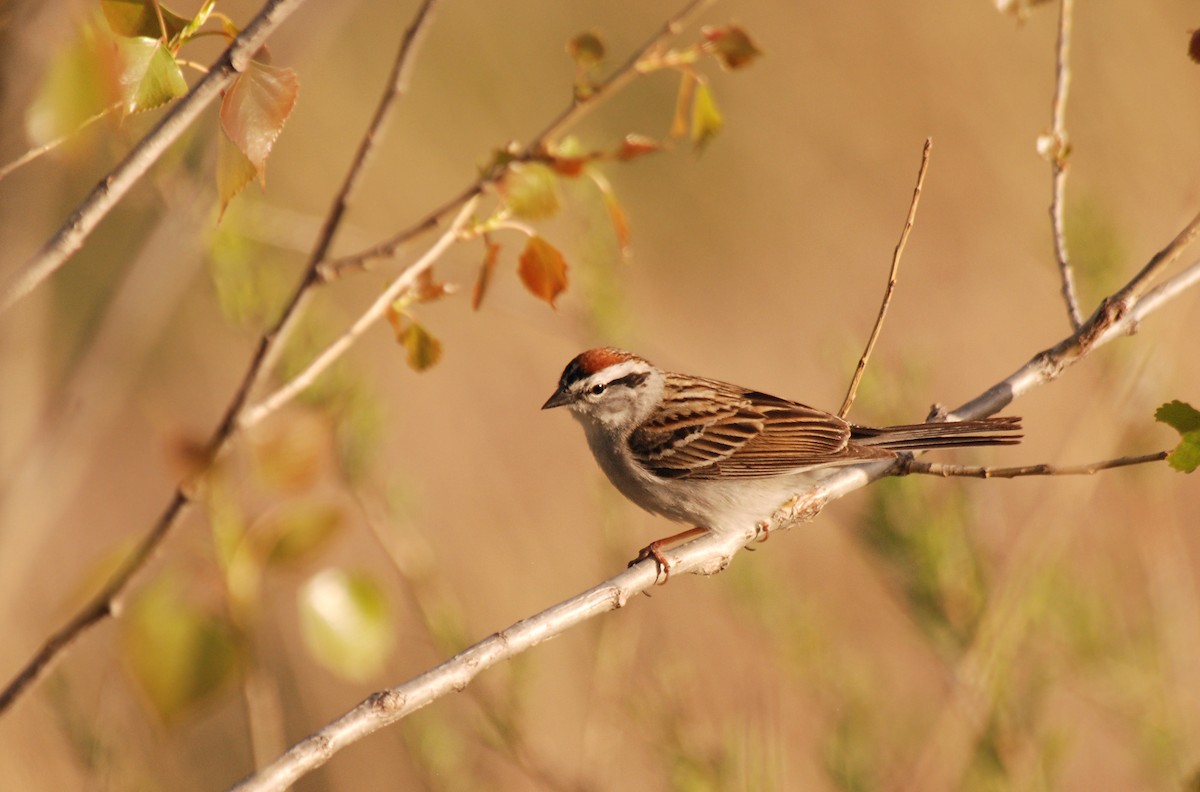 Chipping Sparrow - Ryan O'Donnell