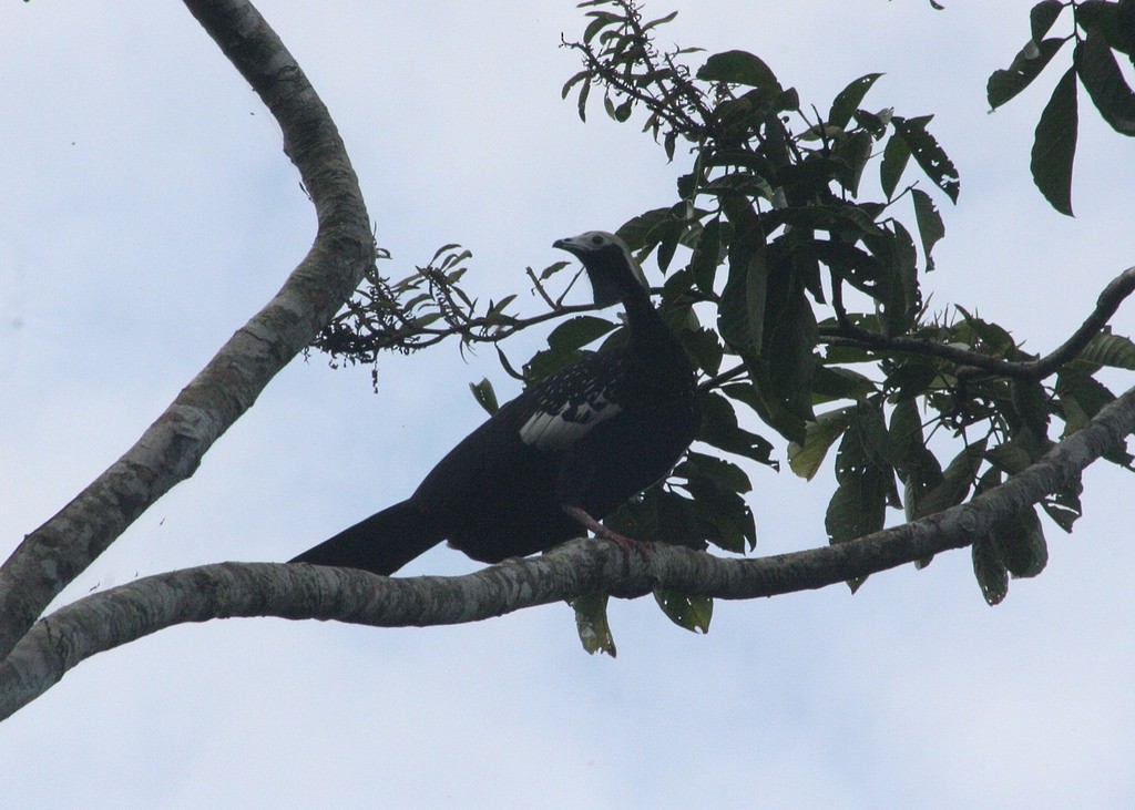 Blue-throated Piping-Guan - ML82505131