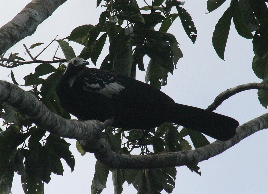 Blue-throated Piping-Guan - ML82505171