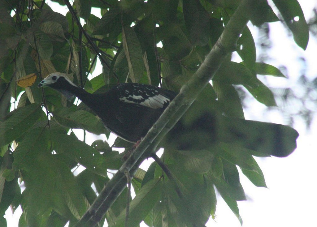 Blue-throated Piping-Guan - ML82505181