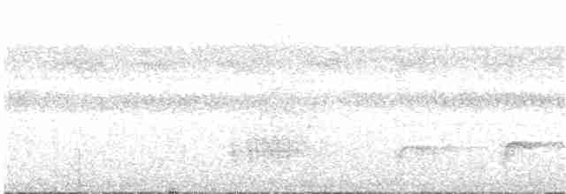 Schwarzbrust-Ameisenfänger - ML82505361