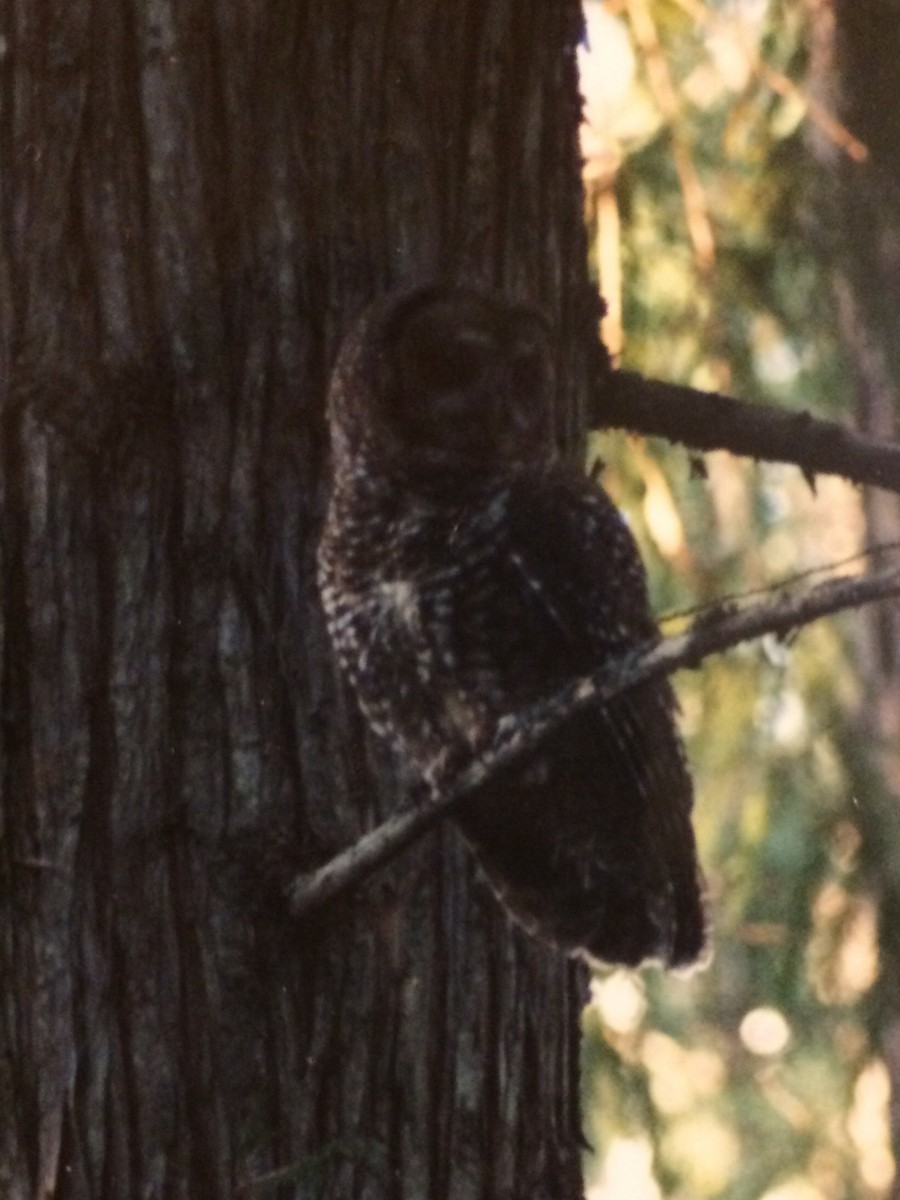 Spotted Owl - Dan Tyson