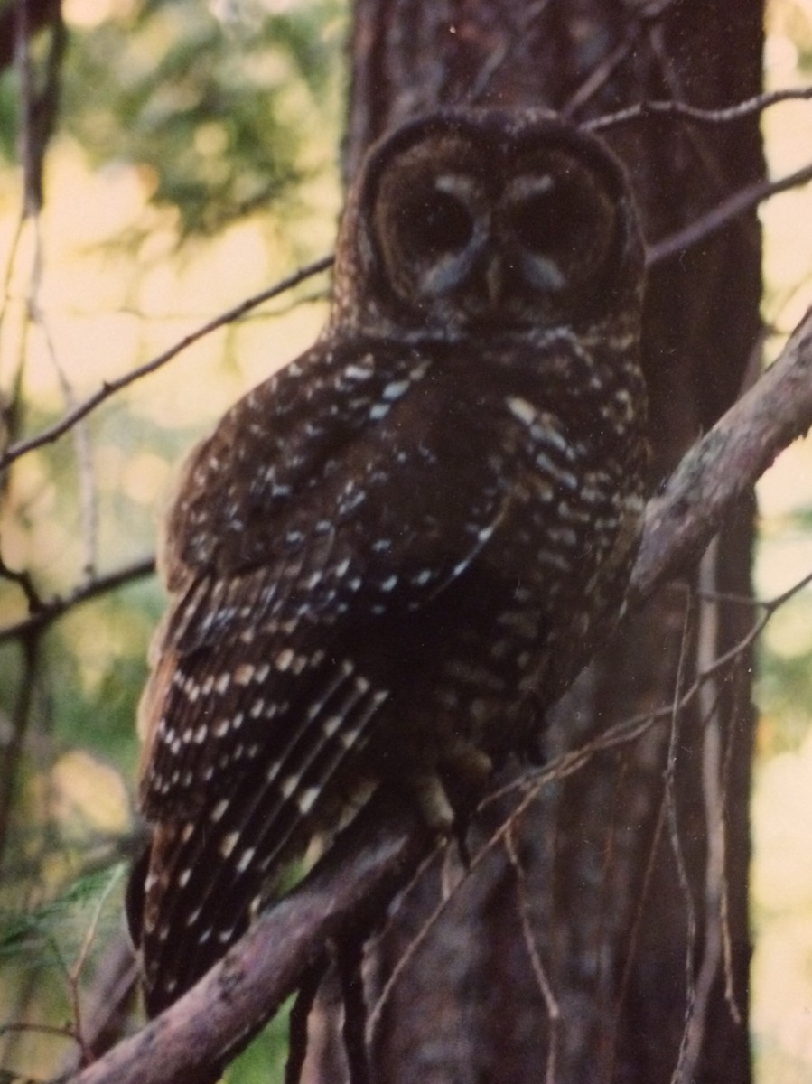 Spotted Owl - Dan Tyson