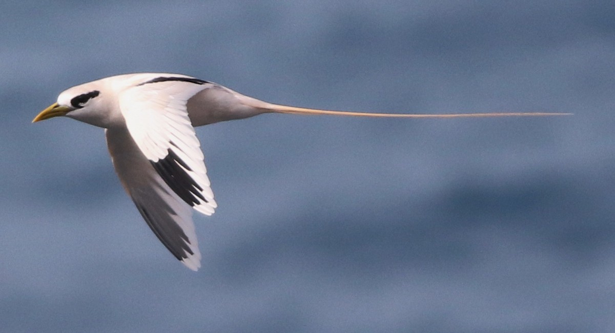White-tailed Tropicbird - Derek Stokes