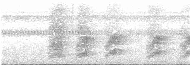 White-necked Thrush - ML82506871