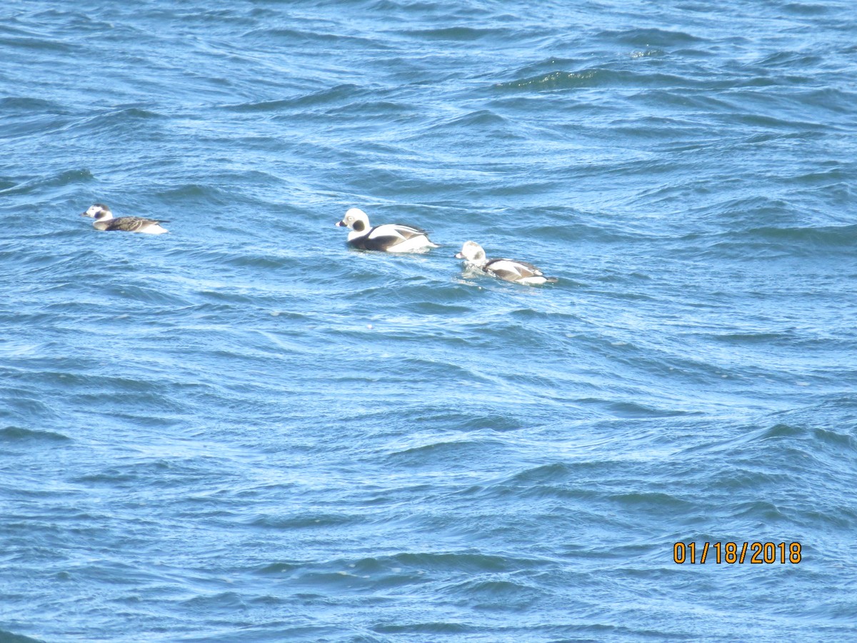 Long-tailed Duck - valerie heemstra