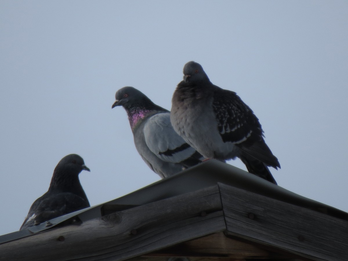 Rock Pigeon (Feral Pigeon) - Marya Moosman