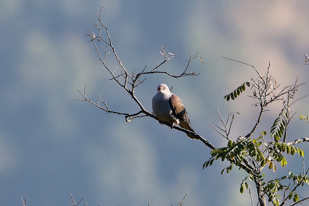 Mountain Imperial-Pigeon - ML82508411