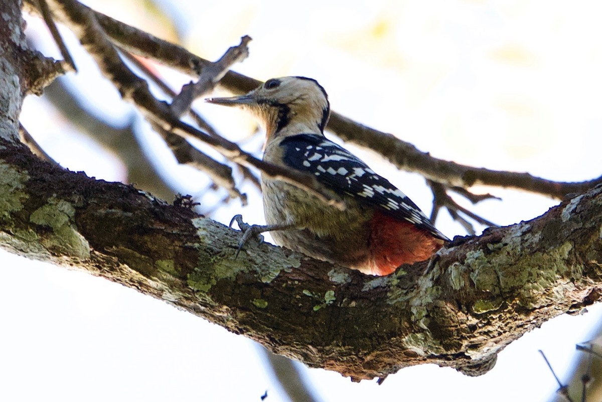 Fulvous-breasted Woodpecker - Snehasis Sinha