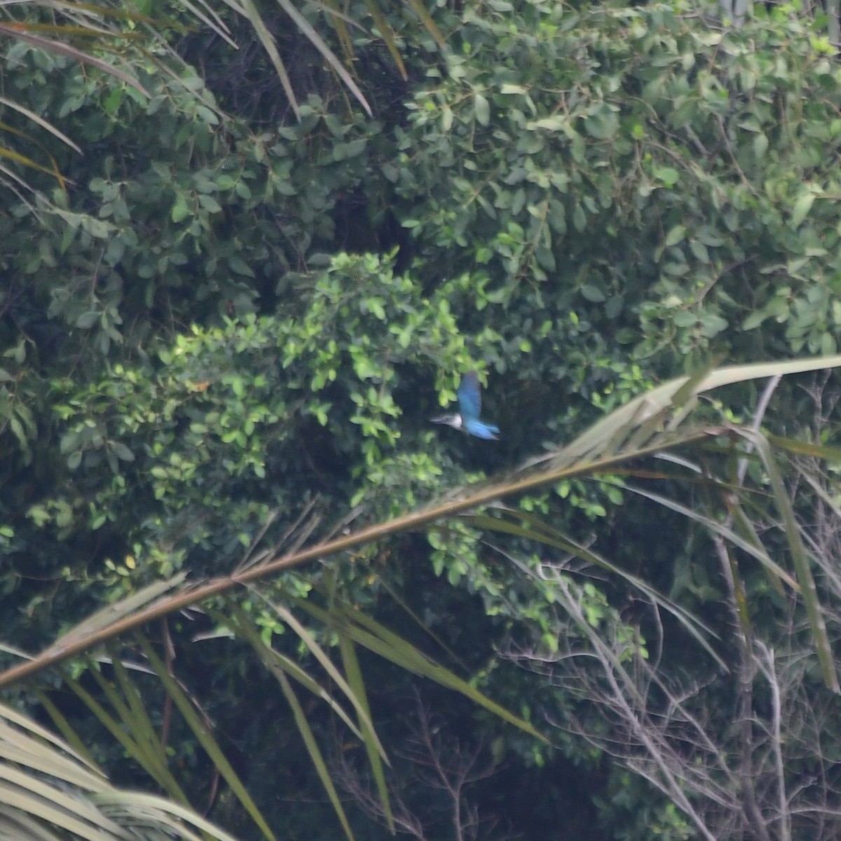 Collared Kingfisher - Peimeng LI