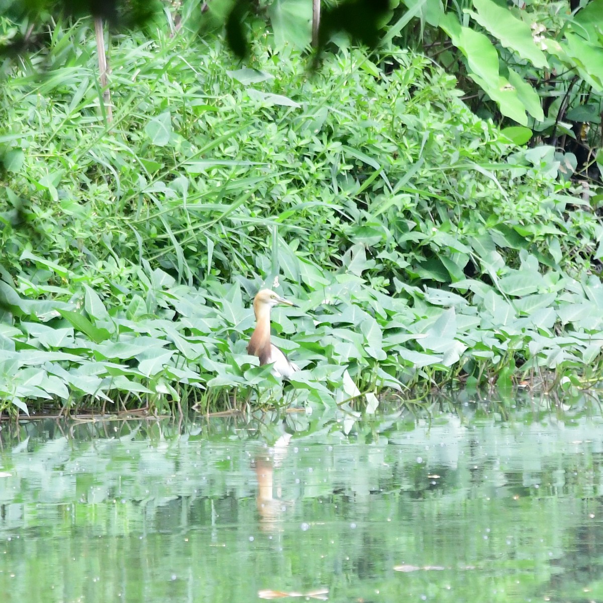 Javan Pond-Heron - ML82511411