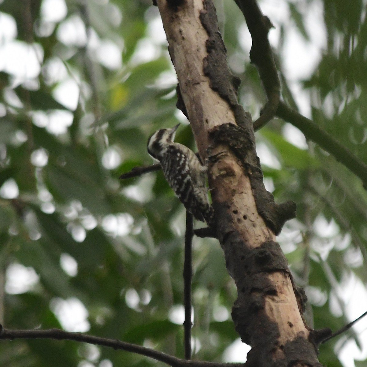 Sunda Pygmy Woodpecker - ML82511561