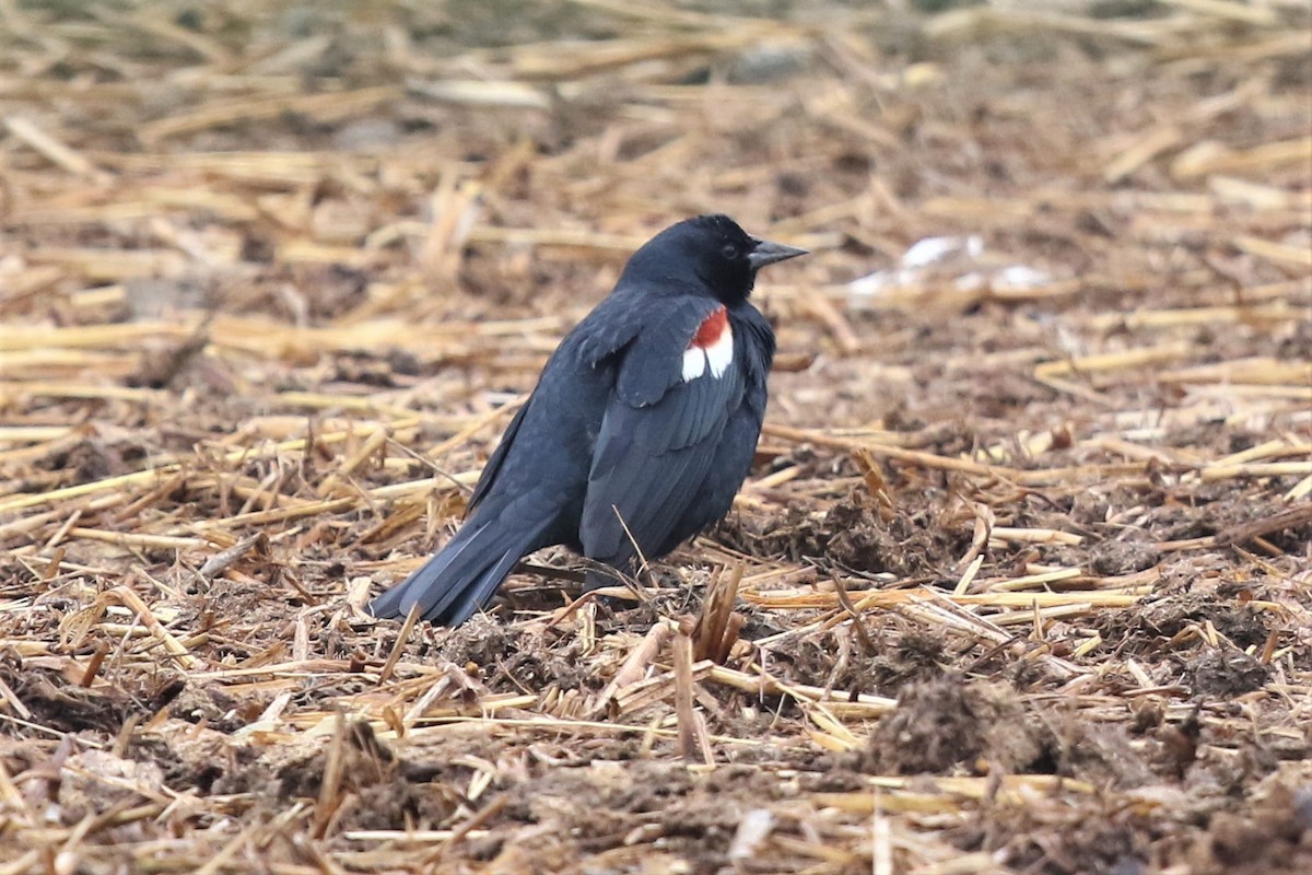 Tricolored Blackbird - Bob Friedrichs