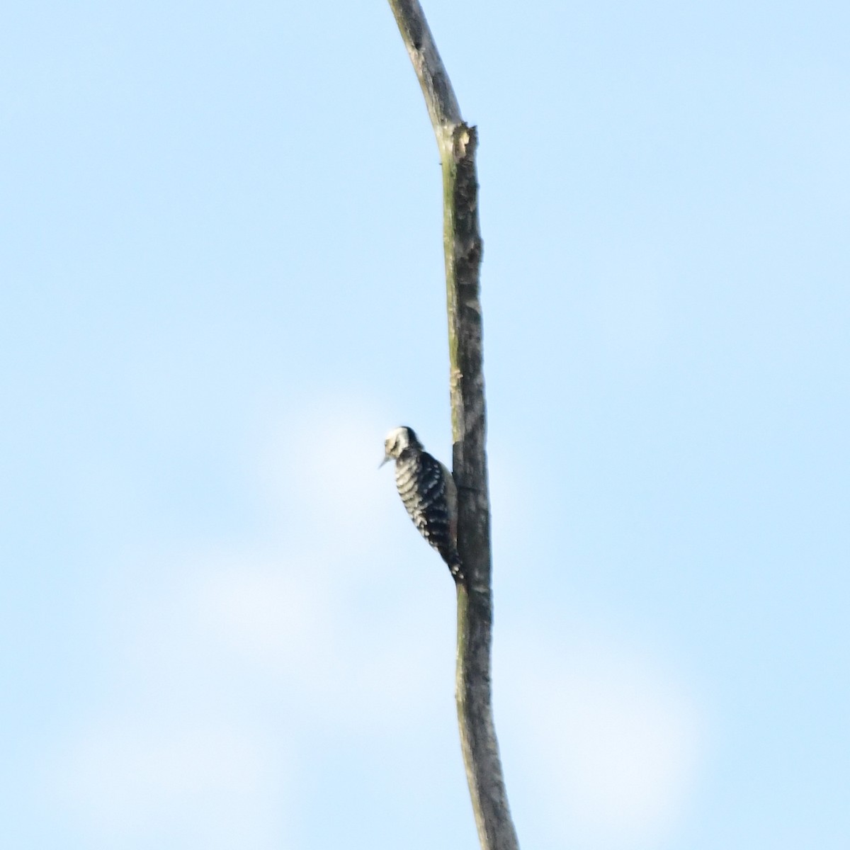 Freckle-breasted Woodpecker - ML82512491