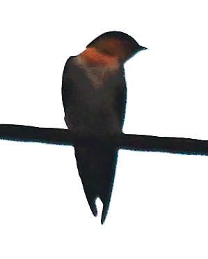 Pacific Swallow - Peimeng LI