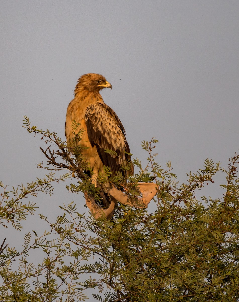 Greater Spotted Eagle - ML82513961