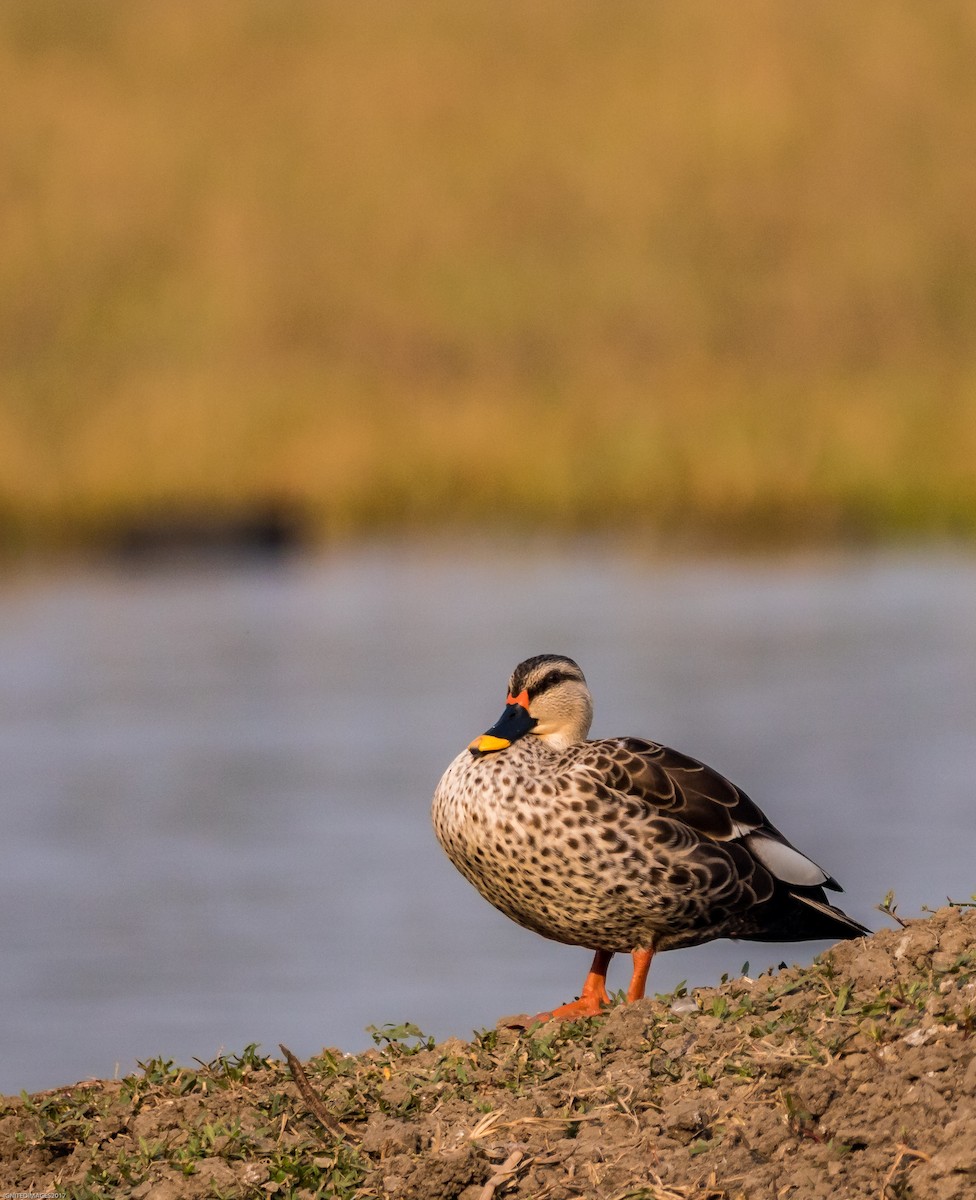 Indian Spot-billed Duck - ML82513971
