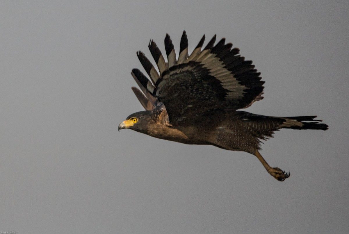 Crested Serpent-Eagle - ML82514141