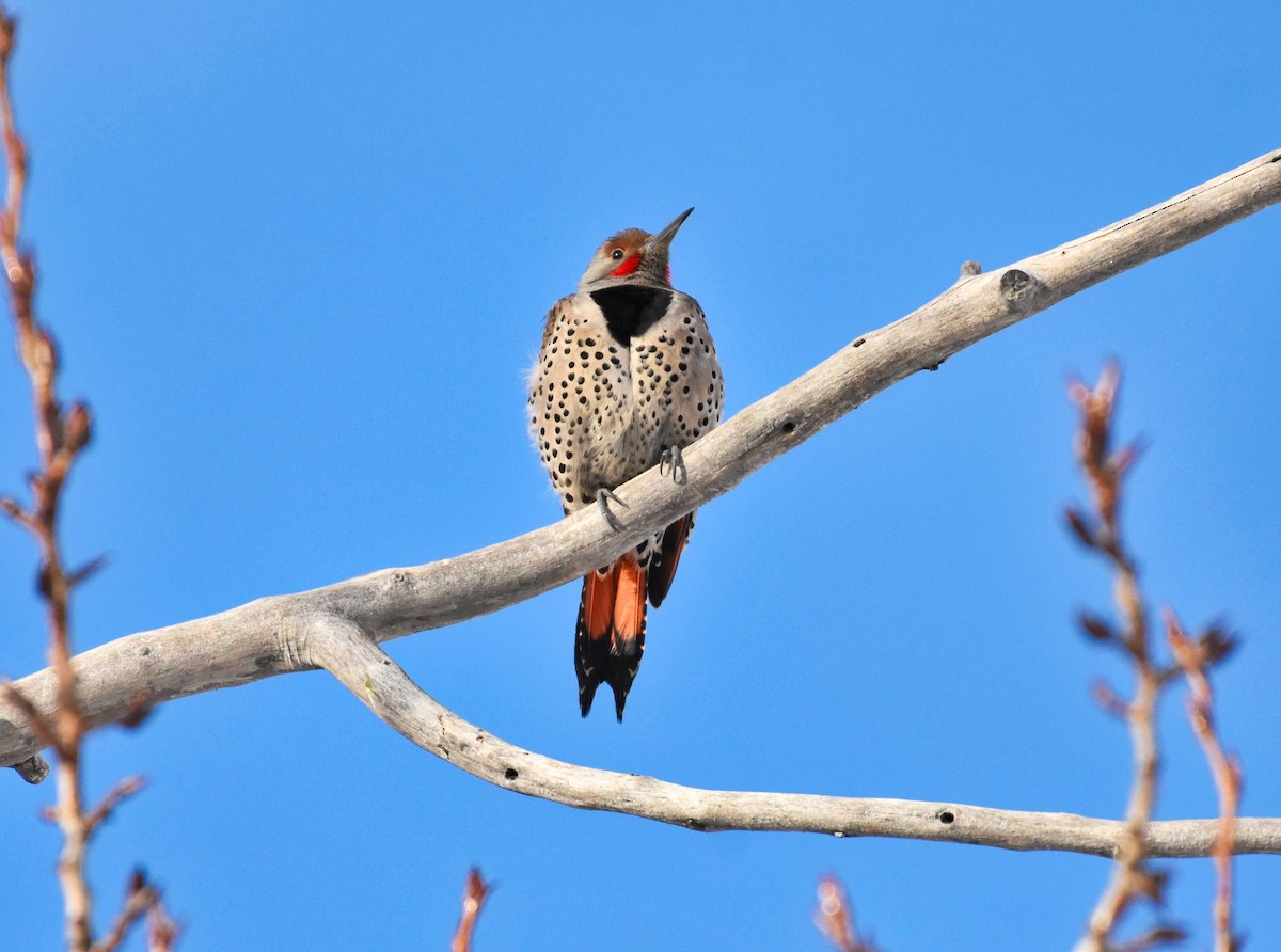 Northern Flicker (Red-shafted) - Roger Beardmore