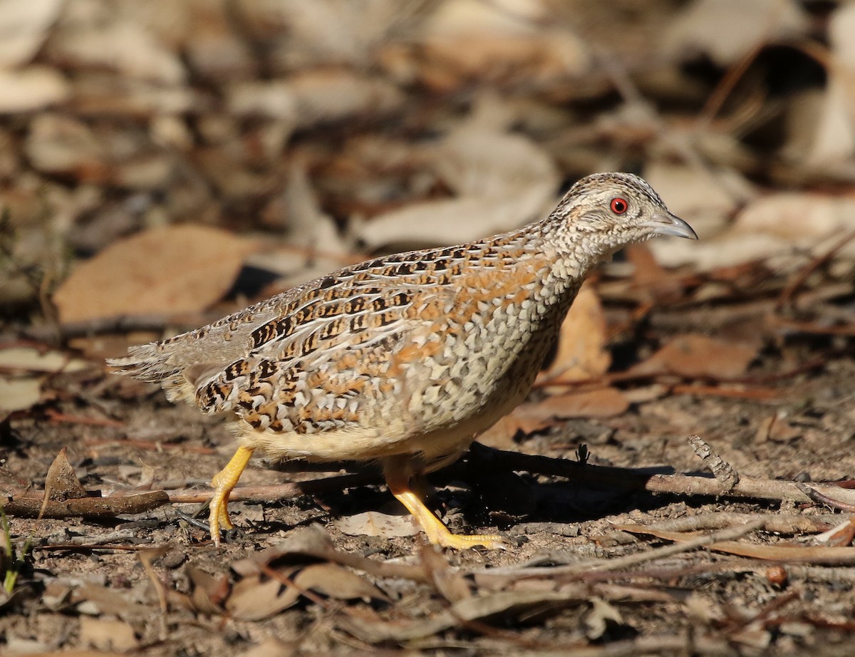 Painted Buttonquail - ML82514941
