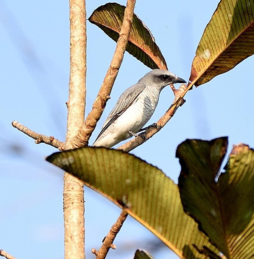 Large Cuckooshrike - Arun Prabhu
