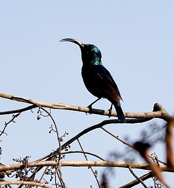 Loten's Sunbird - Arun Prabhu