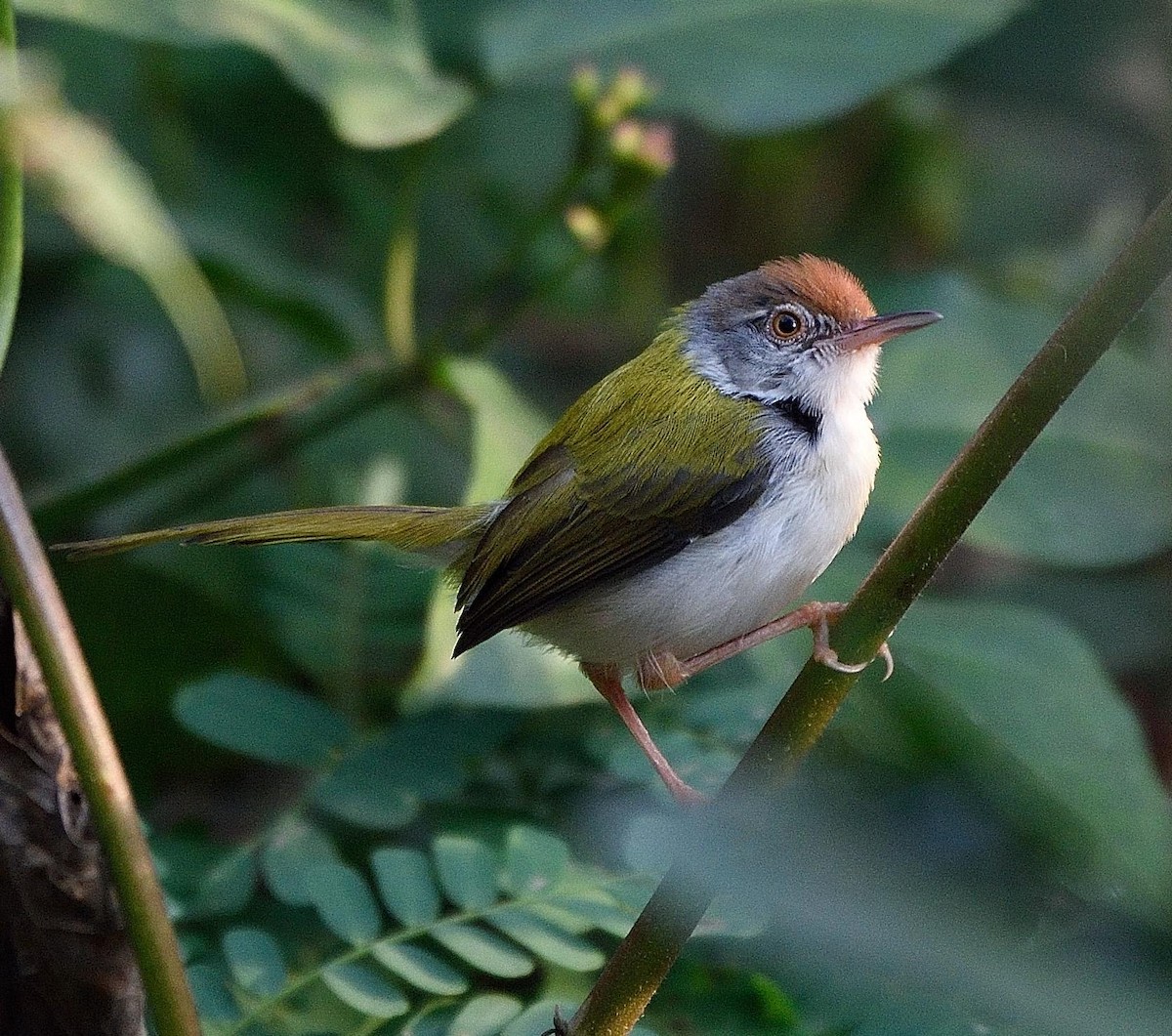 Common Tailorbird - Arun Prabhu