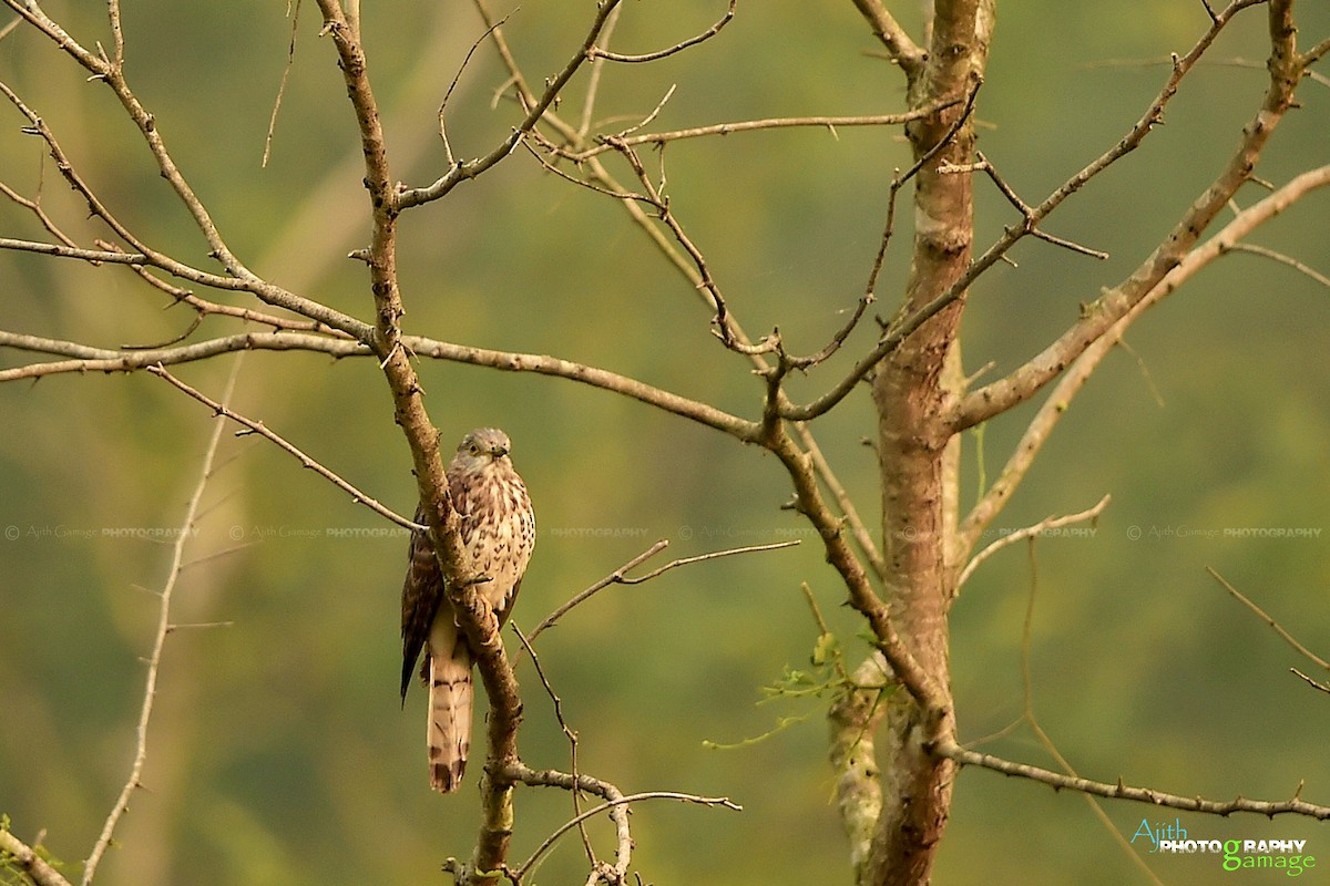 Common Hawk-Cuckoo - Ajith Gamage