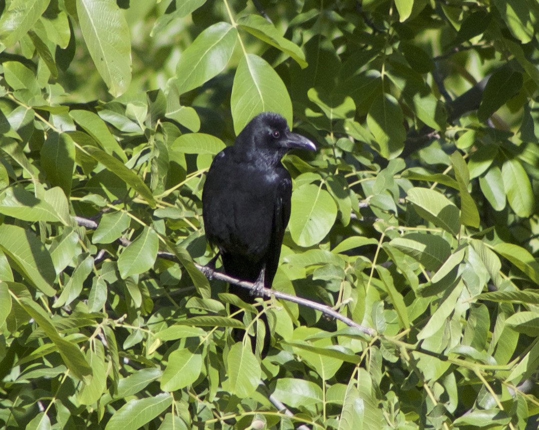 Large-billed Crow - Suresh  Rana