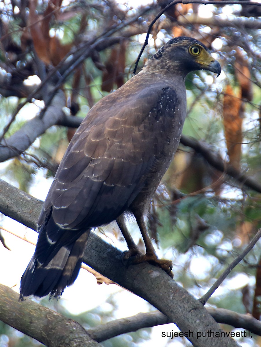 Crested Serpent-Eagle - Sujeesh P